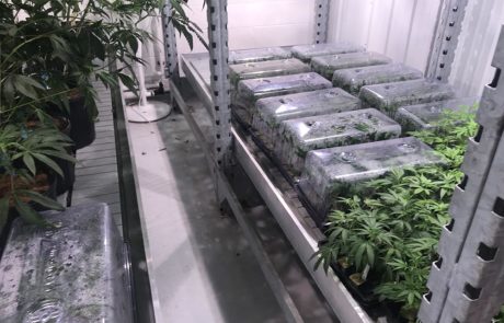 Colorado Grow Facility in Boulder, CO, Grow Room Facility Design - designed by DDCA Architects