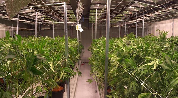 Cannabis Building Architecture -Grow Room Design- DDCA Architects
